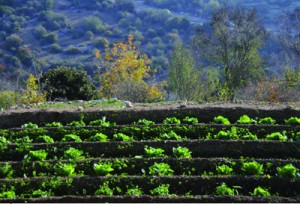 Sataf's terraced gardens/Wallace Karbe