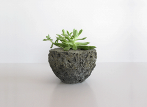 A plant on a piece of  LightStone. 