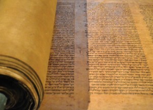 The 800-year-old Torah scroll. Photo courtesy of the Library of the University of Bologna.