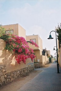 Bougainvillea in town Photograph by Esther Hecht