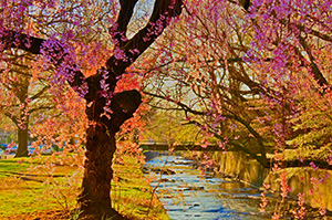 Cherry trees in Branch Brook Park. Photo by Harry Prott/Newarkhappening.com.