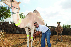 Dr. Sleaman wrapping a neon band on a camel.