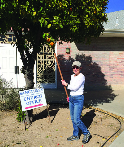 The author picks oranges in a church lot for Tucson-based Iskashitaa. 