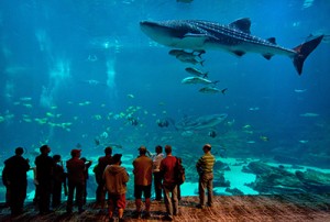 The Georgia Aquarium. Courtesy of Atlanta Convention & Visitors Bureau.