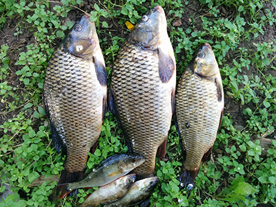 lakecarp