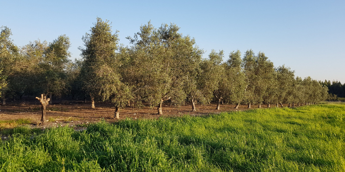 Olive Tree - the Tree of Life - AGRIVI