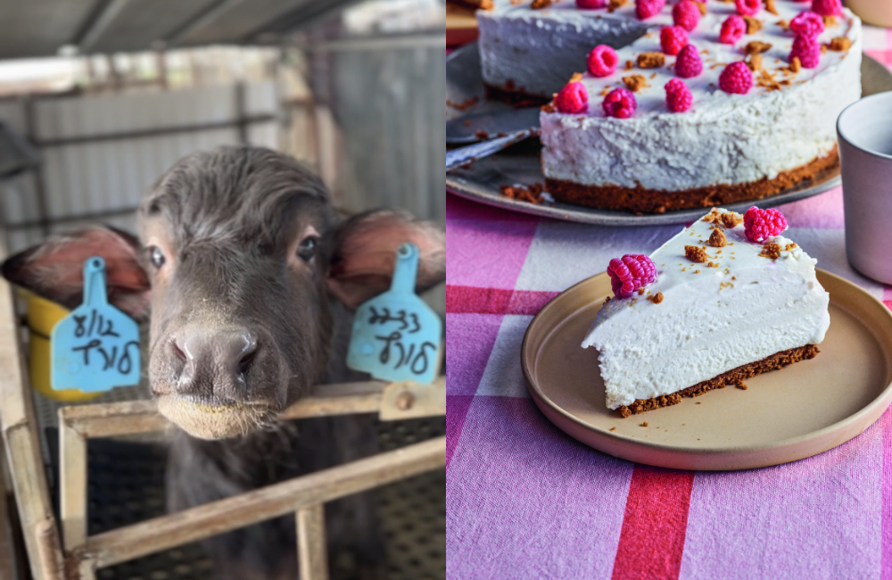 How Israeli Farmers Prepare for Annual Shavuot Demand