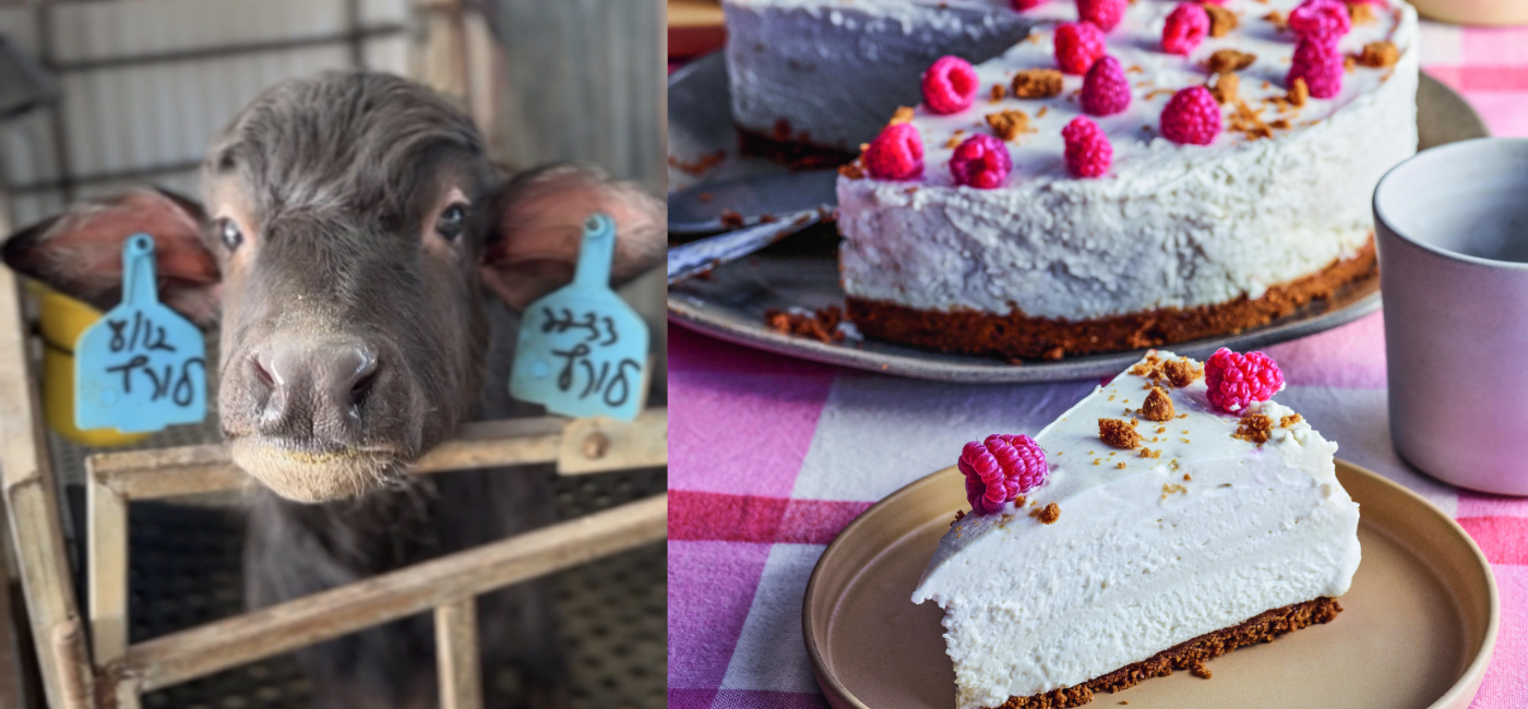 How Israeli Farmers Prepare for Annual Shavuot Demand