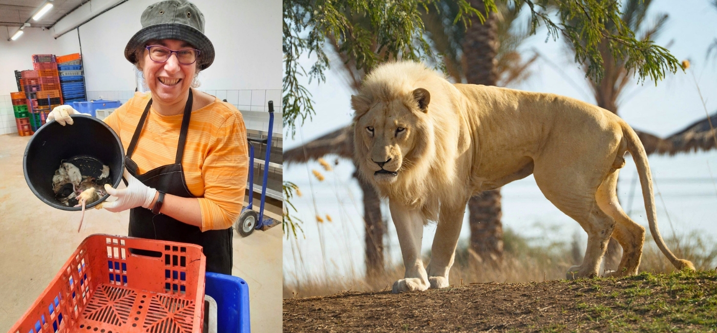 Amid War in Israel, the Zoo Became a Sanctuary