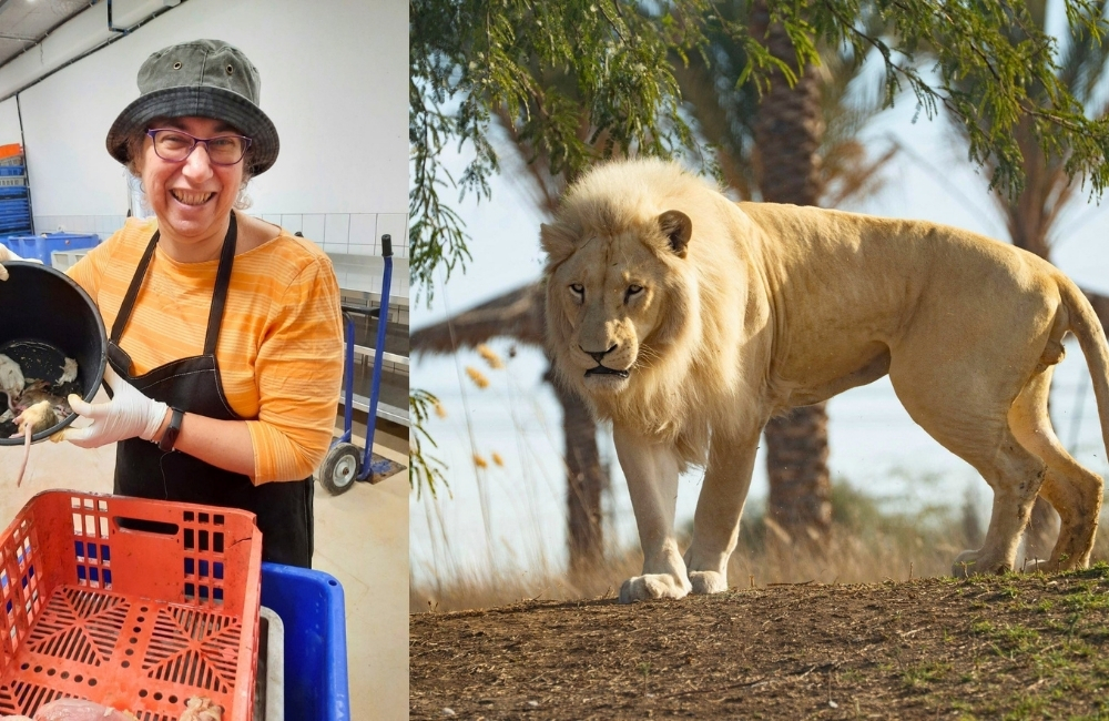 Amid War in Israel, the Zoo Became a Sanctuary